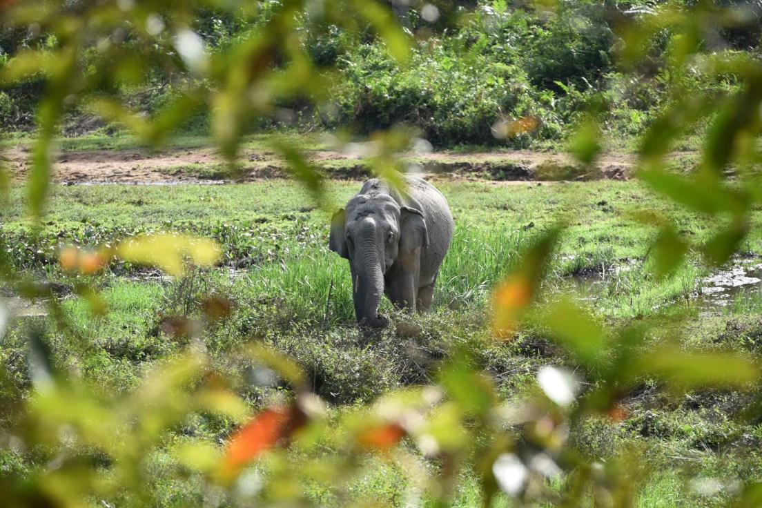 सावरगाळीतून वाघ गेले, हत्ती आले